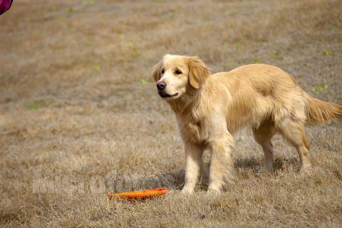 金毛犬公母的性格区别，如何选一只好的幼犬
