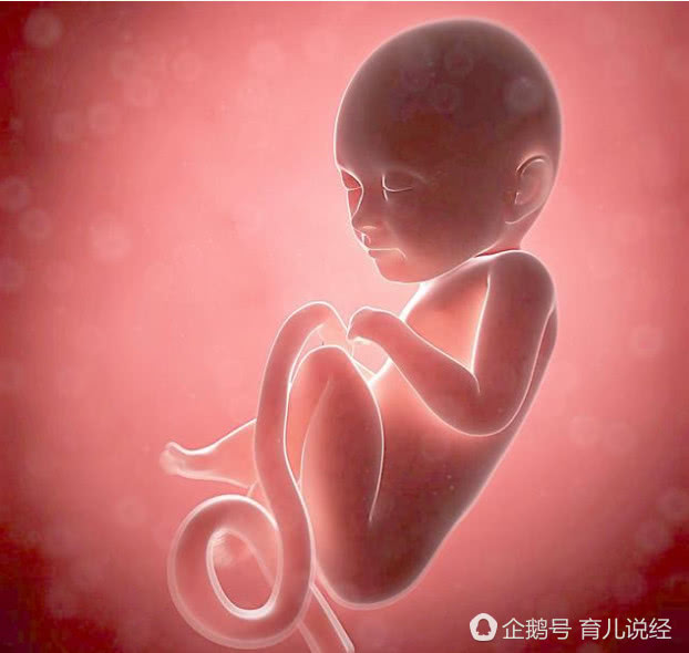 有两个子宫腔,孩子在封闭的子宫内,所以没有被打掉