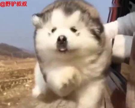 这两只阿拉斯猪简直萌化了，好可爱!!!