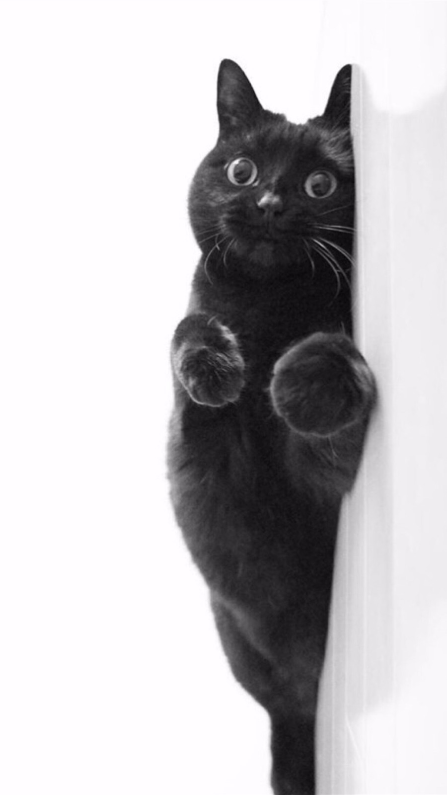 手机壁纸第72期:来自古老的埃及的13张酷酷的黑猫壁纸