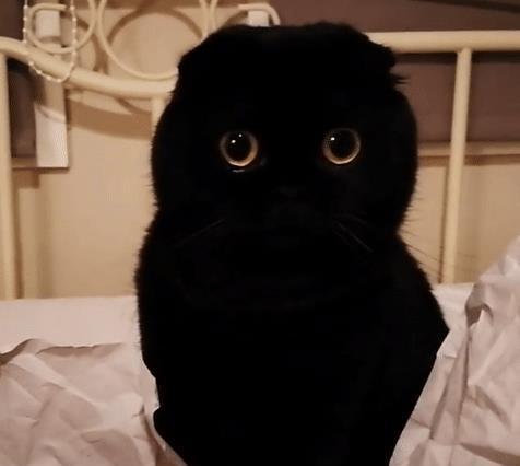超可爱的“小煤球”,萌到你怀疑人生,我已经决定要养一只黑猫了