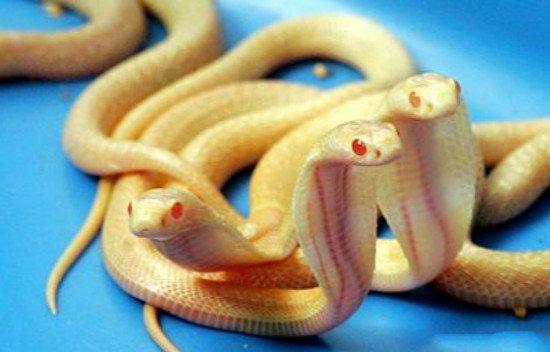 地球上最凶猛的蛇, 一次可毒死6人, 遇到千万不