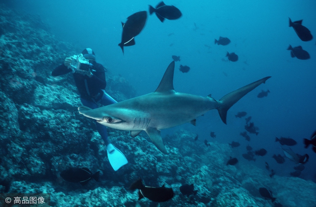 《巨齿鲨》电影很刺激,实际上还可以和鲨鱼一