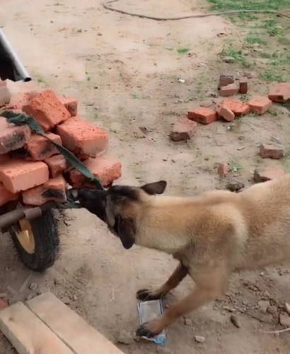 男子搬砖搬不动,一旁的狗狗立马上前帮忙,太懂事太感动了!