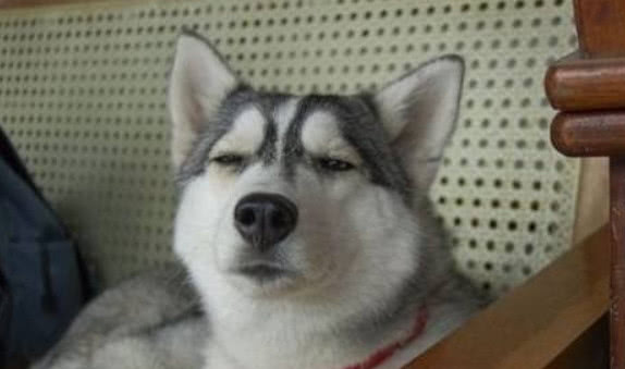 快手又一奇葩哈士奇走红,苦瓜和烤鸭之间,它竟