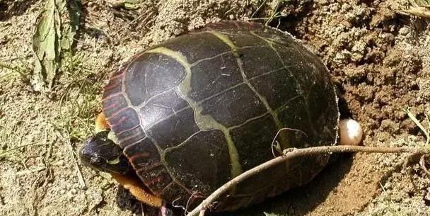 乌龟下蛋三大误区