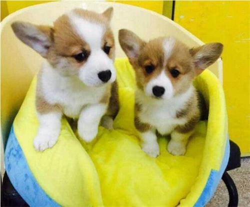 柯基咳嗽到晚上就严重,柯基晚上咳嗽比较严重