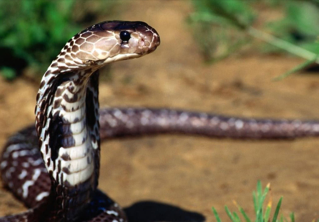 对蛇毒免疫的几种生物,平头哥把毒蛇当辣条,第一名厉害百毒不侵