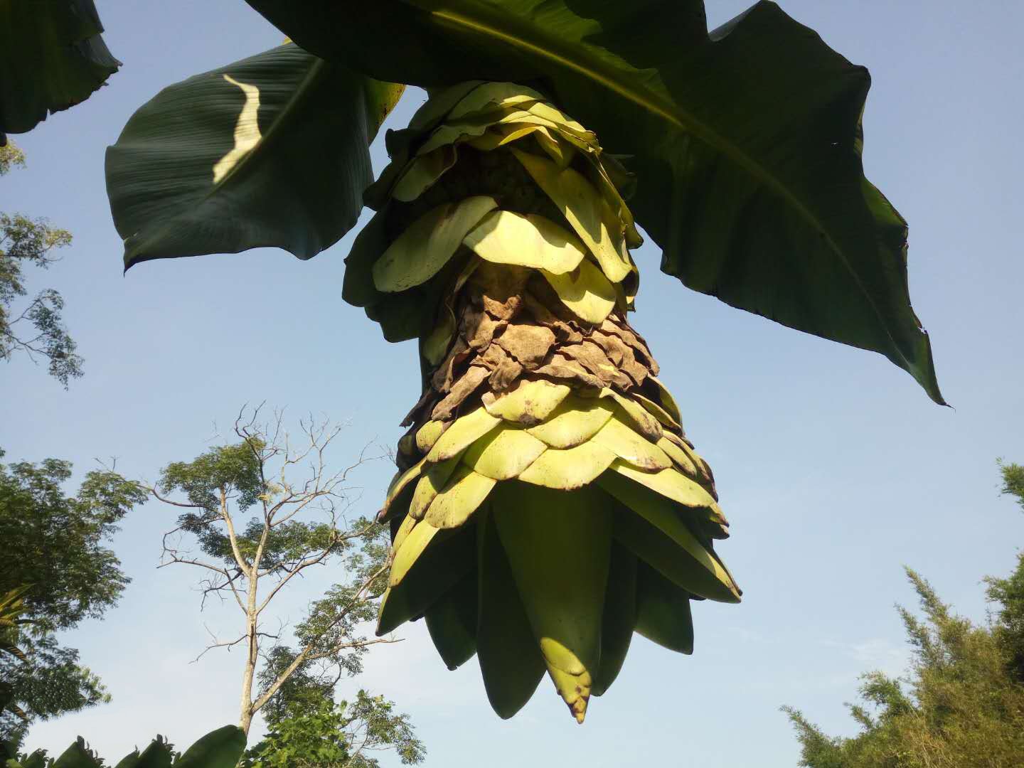中国香蕉之乡广西浦北发现神奇香蕉树,你肯定