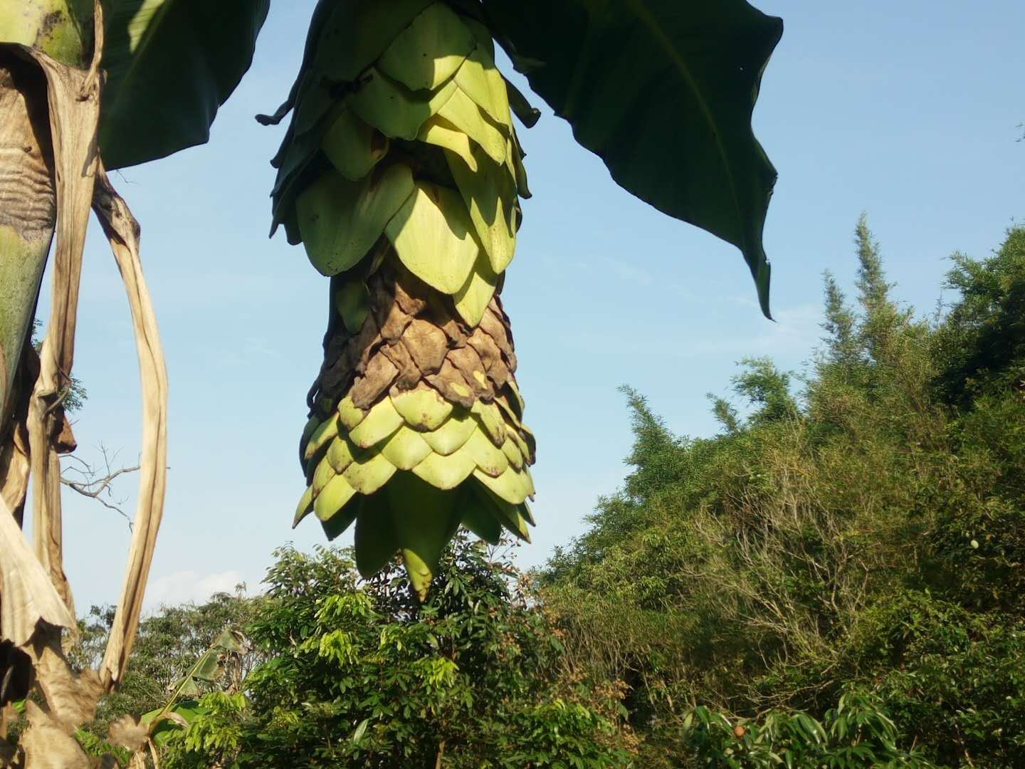 中国香蕉之乡广西浦北发现神奇香蕉树,你肯定