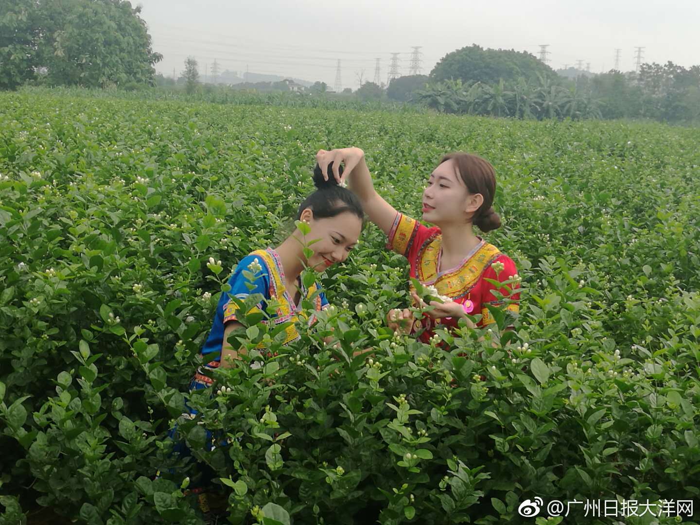 2018中国(横县)茉莉花文化节开幕啦