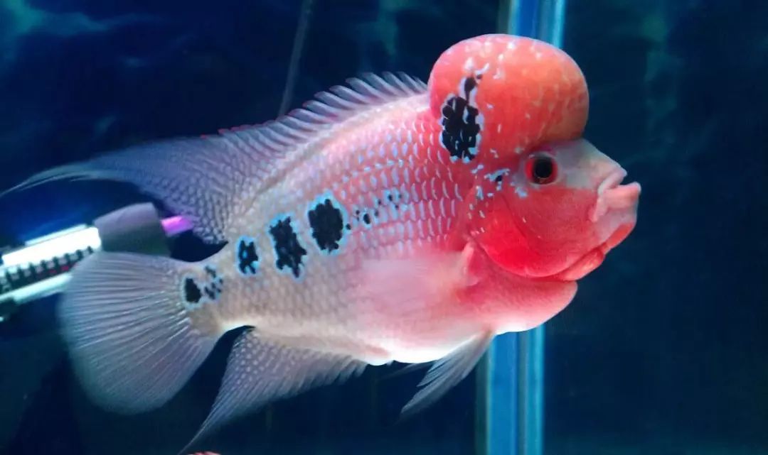 水族箱和鱼缸有什么区别 新手养鱼该怎么选