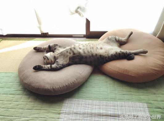 虎斑猫主子爽躺两颗靠枕,豪迈仰天露肚皮睡到翻过去模样太好笑