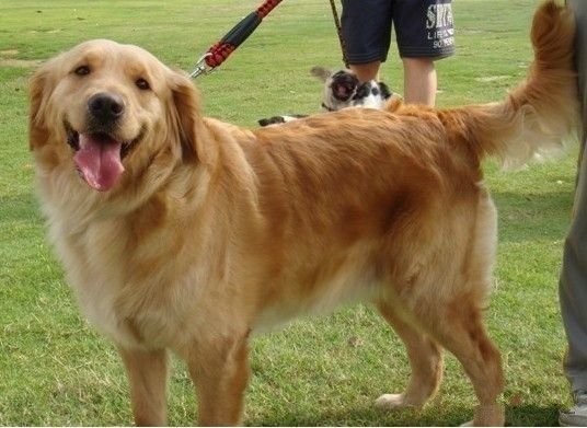 金毛犬公母的性格区别，如何选一只好的幼犬