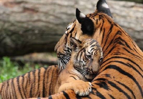 给大家分享一个真实的故事, 充满亲情, 感人肺腑