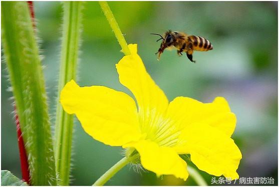 甜瓜授粉与西瓜授粉,您清楚怎么做了吗?