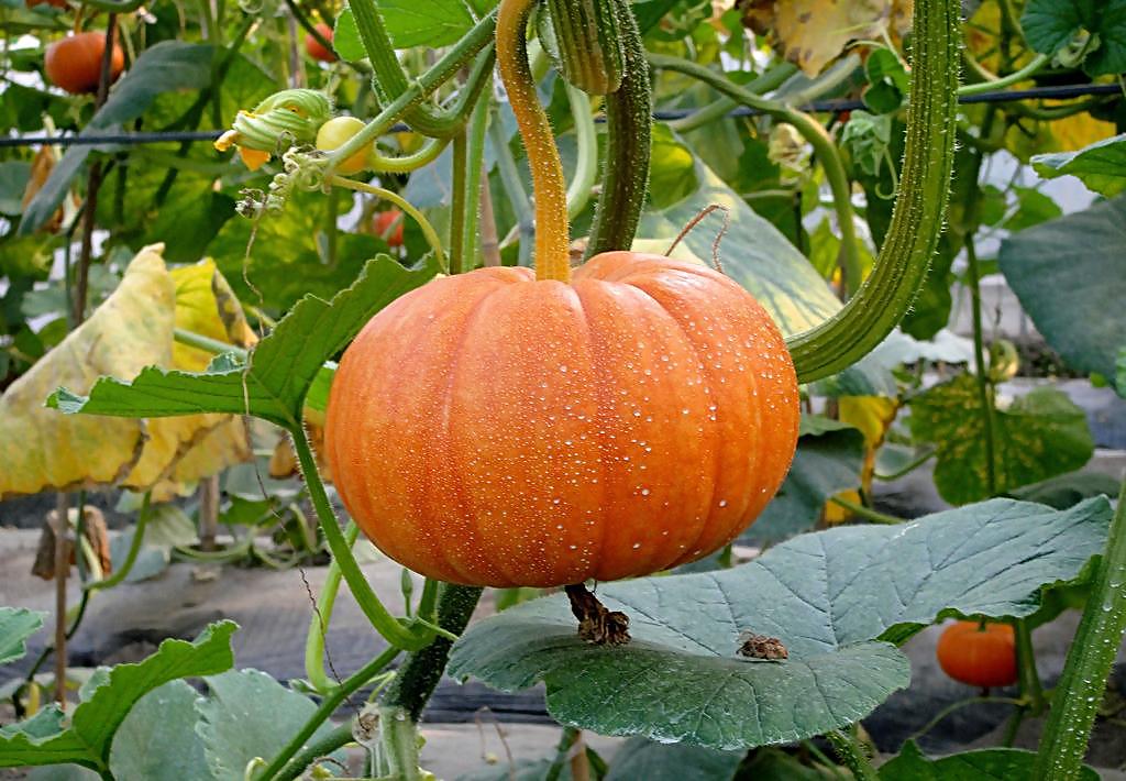 如果发现得了慢性肾炎,适合吃什么蔬菜呢?