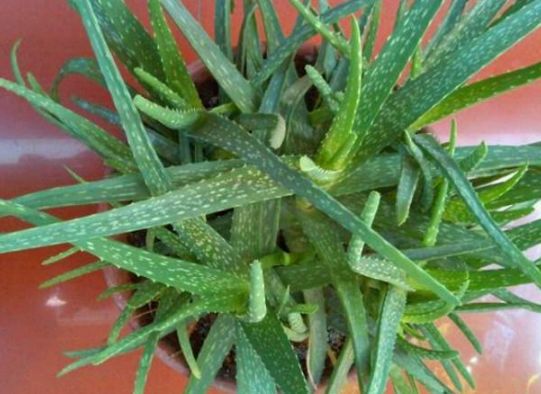 3、蘆薈在風水學中有哪些應用?