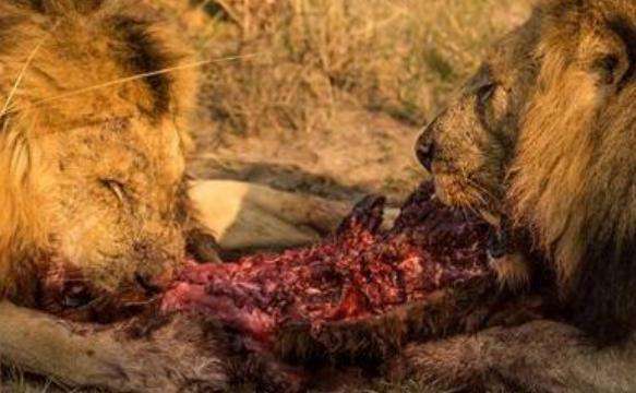 雄狮抓到鬣狗后居然活吃 鬣狗瞬间血肉模糊
