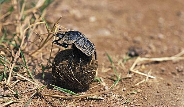农村称它为推屎耙耙, 大自然的清洁工