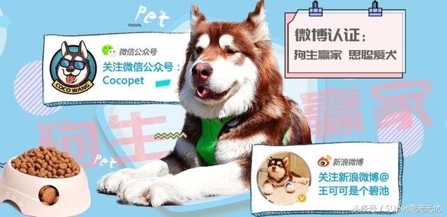 网红宠物背后的经济效应:有人卖书,有人卖粮,有