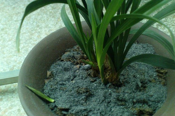 还用多菌灵、高锰酸钾?植物杀菌消毒用它,根