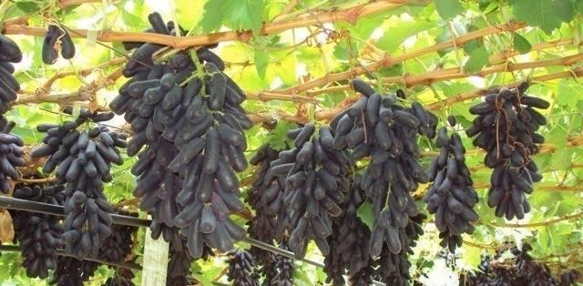 抖音同款网红水果蓝宝石葡萄,落土即活,葡萄中