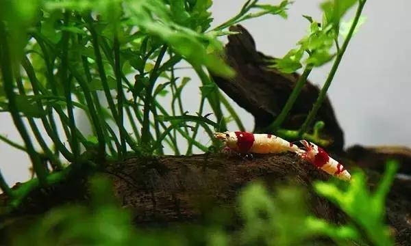 家居水景丨几种常见品种的观赏虾混养问题
