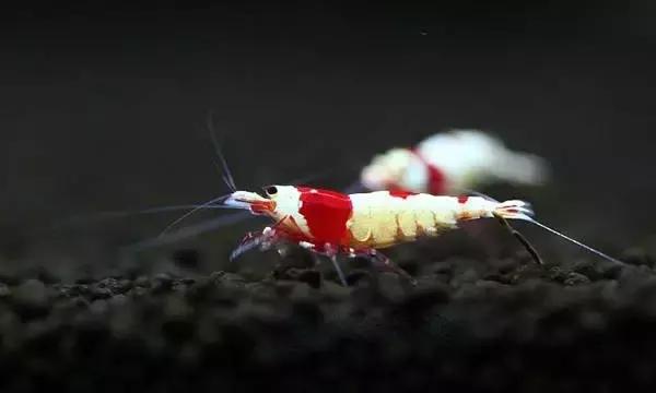 家居水景丨几种常见品种的观赏虾混养问题