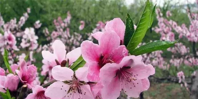 新晋抖音网红城市绵阳:我就是我,颜色不一样的