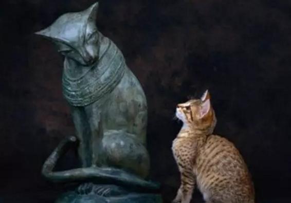 传说中，这只猫是女神的化身