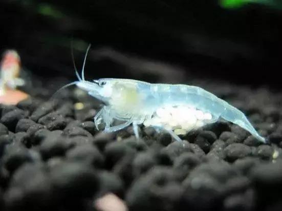 家居水景丨几种常见品种的观赏虾混养问题