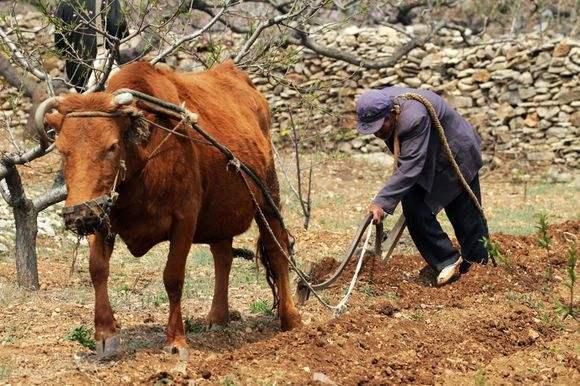 古代的农民怎么劳动?生活是什么样?写的太好