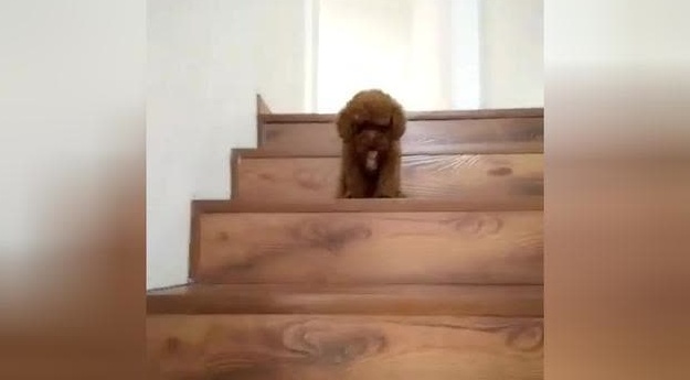 小奶汪不敢下楼梯，在楼梯上转圈害怕死啦，看着可真心疼