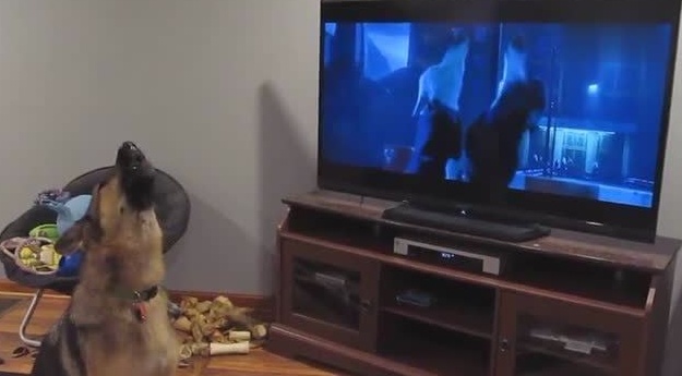 主人正在看动画片，家里的狗狗听到电视里的狼嚎声后居然跟着嚎