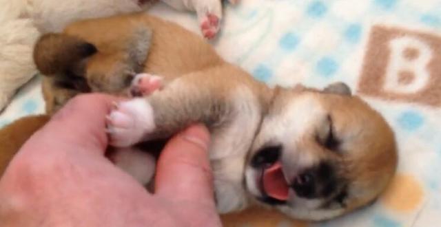 主人撩刚出生的小狗,小狗一直吐舌头卖萌,这简直要萌化了啊!