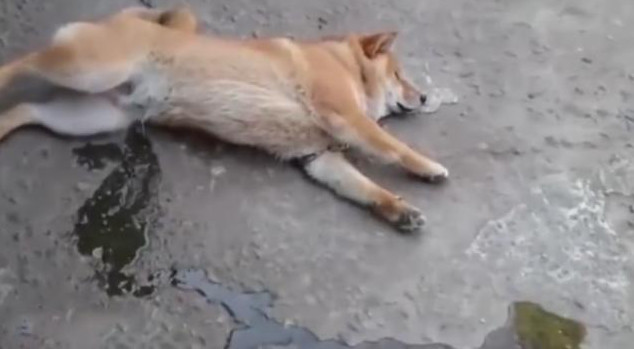 狗狗做梦时尿一地,醒来后一脸无辜的表情,柴犬:不是我