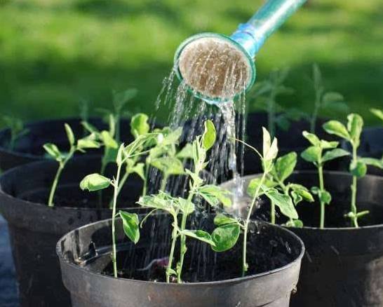 浇花还是要用尿,比茶水、淘米水效果好!养啥