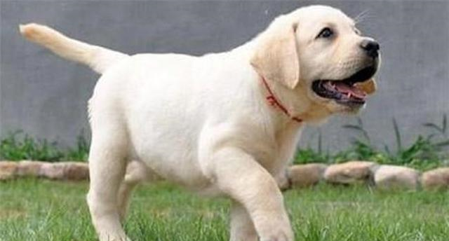 拉布拉多会有四个好处,看完后,你还想养金毛吗