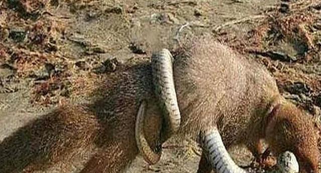 探秘神奇的蛇獴! 眼镜王蛇都怕它! 原来竟是毒蛇的克星!