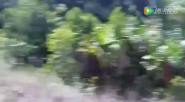 开挂失败了！实拍男子开大卡车强行渡木桥悲催了