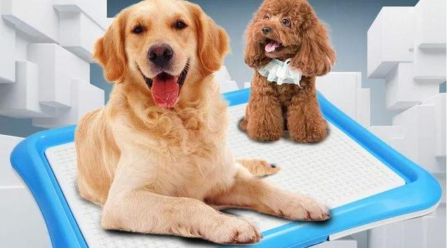 狗狗不肯在专用的狗厕所大小便,教了很多次也