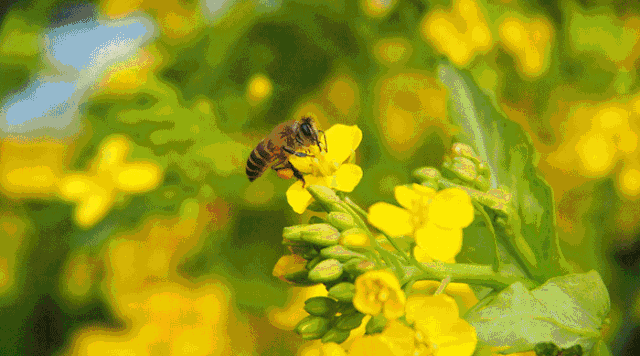 虽然不同蜜种所采朵数是不一样的 但也见好蜂蜜的弥足珍贵