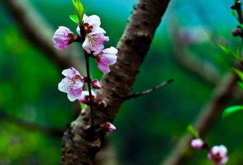 这四大生肖女上等命格,招财聚财,旺夫益子,一辈