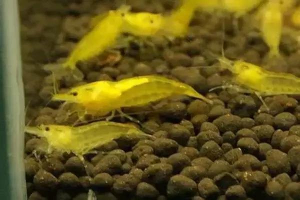 家居水景丨几种常见品种的观赏虾混养问题