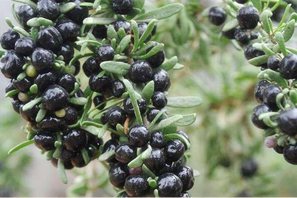 妇科炎症的克星终于找到了,每天吃一点,杀菌