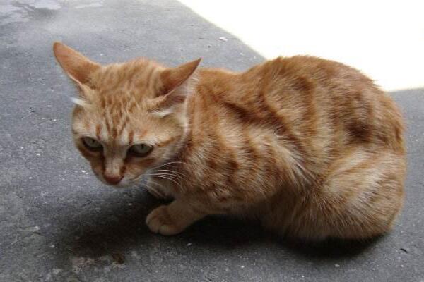 猫咪飞机耳是什么意思,不仅仅只是感到害怕,还