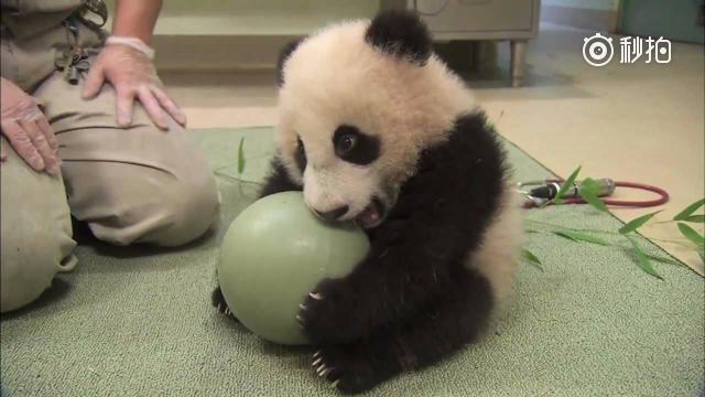 饲养员想抢熊猫宝宝怀里的球，熊猫:不给不给！
