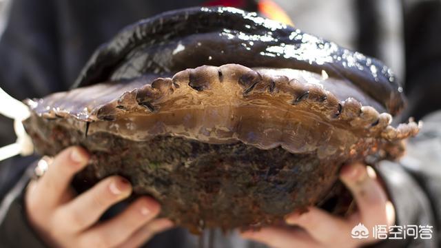 世界上最大的鲍鱼到底有多大?