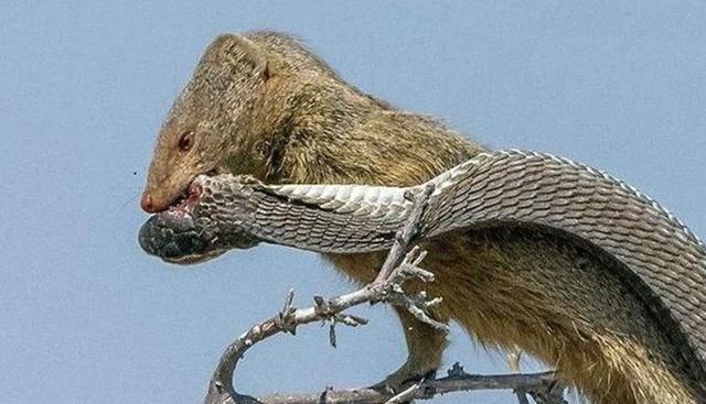 探秘神奇的蛇獴! 眼镜王蛇都怕它! 原来竟是毒蛇的克星!